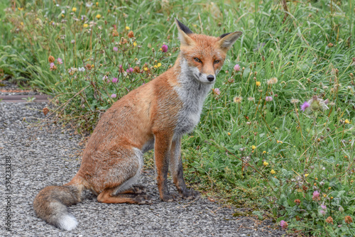 Cute wild fox photographed in Switzerland, Europe