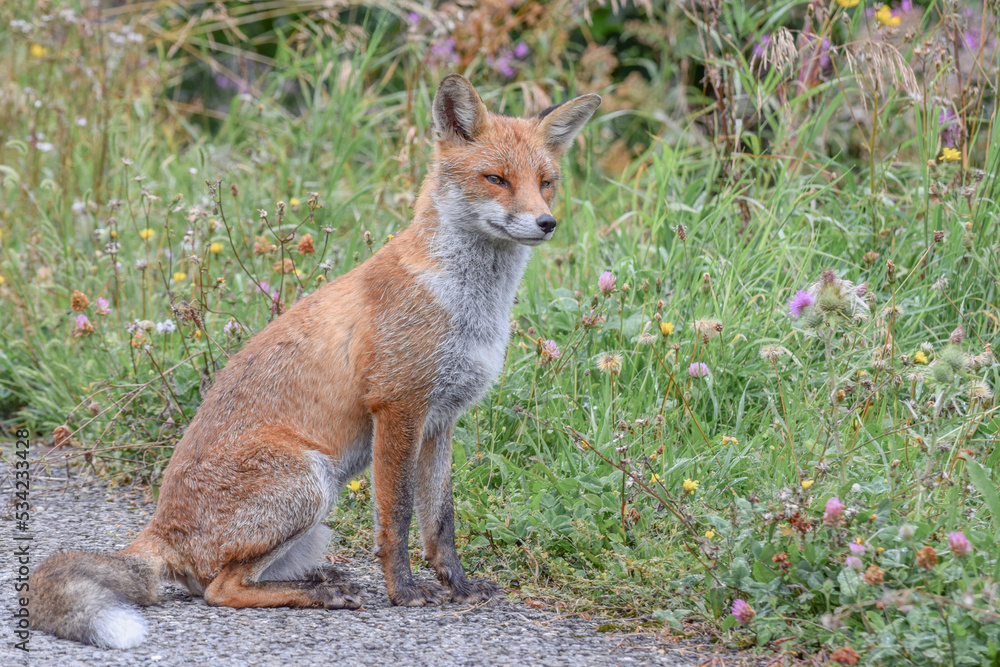 Wild fox photographed in Switzerland