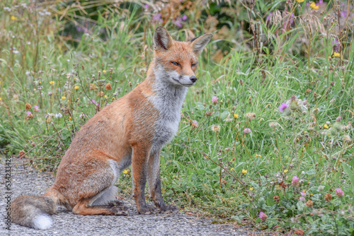 Wild fox photographed in Switzerland © Kim de Been