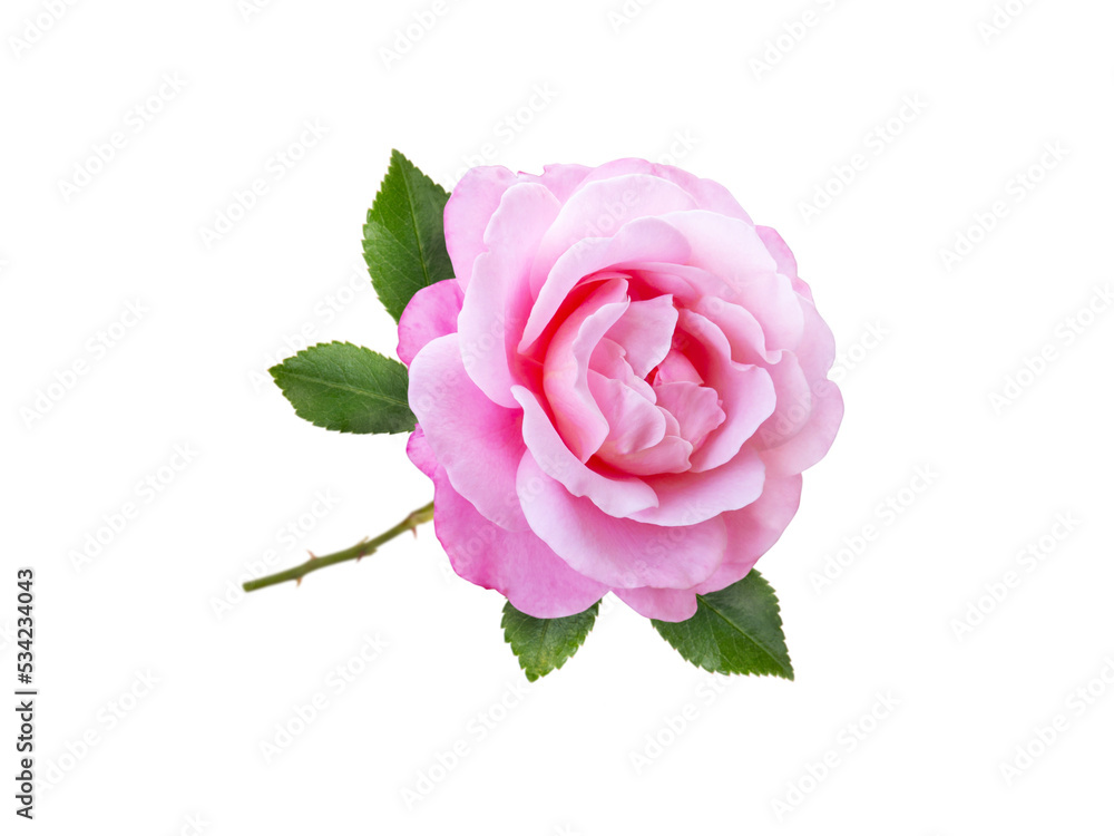 Pink rose flower and leaves isolated transparent png Stock Photo ...
