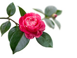 Bright bicolor pink with white streaks camellia japanese rose form flower and leaves isolated transparent png. 