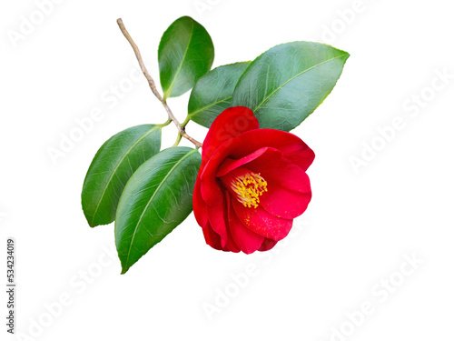 Fotografiet Red camellia japonica semi-double form flower and leaves isolated transparent png