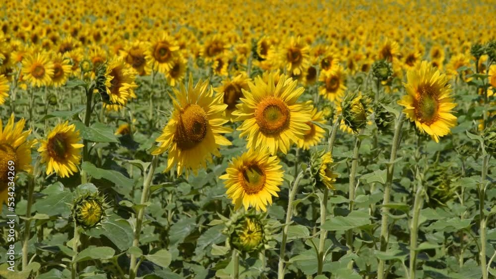 Natural background with sunflowers in the field Natural background with sunflowers in the field