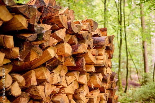 Foto Ein Holzstapel Brennholz im Wald.