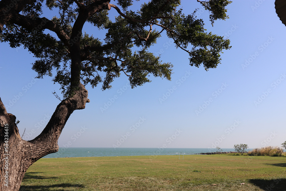 Fototapeta premium tree in the park