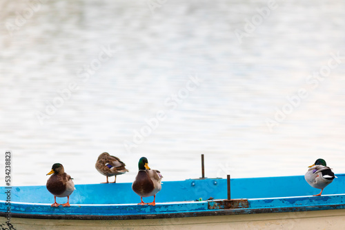 Ánades reales (Anas platyrhynchos) sobre una pequeña barca en un lago al amanecer 