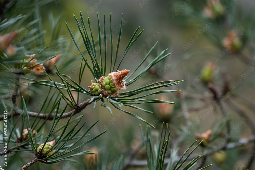 Scots pine young seed cone Scots pine young seed cone