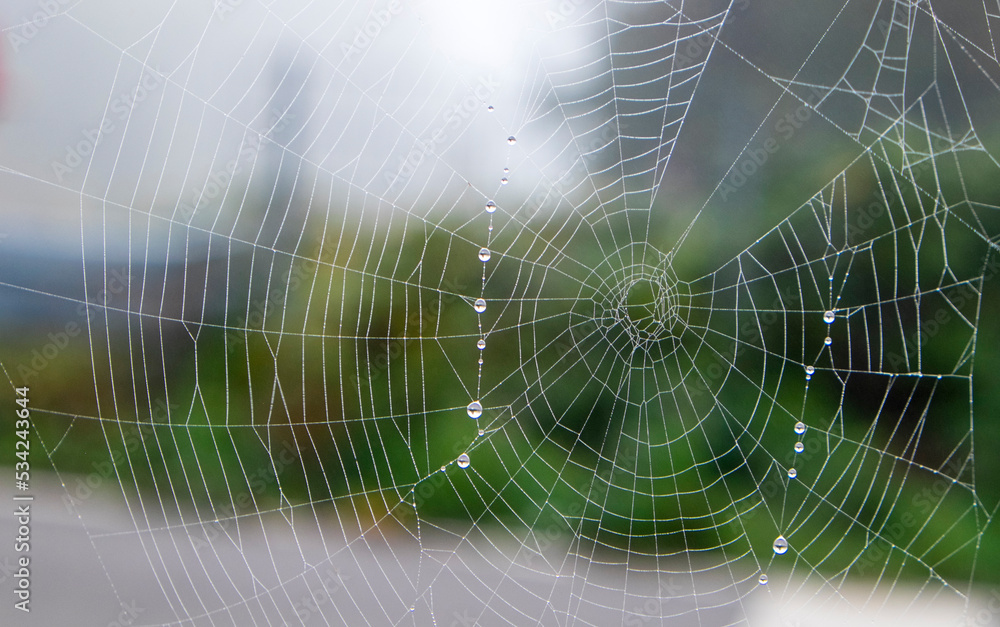 Raindrops on the spiderweb