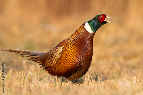 Common pheasant Phasianus colchicus Ring-necked pheasant in natural habitat, autumn time, meadow Poland Europe