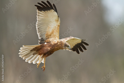 Birds of prey - Marsh Harrier male Circus aeruginosus hunting time Poland Europe