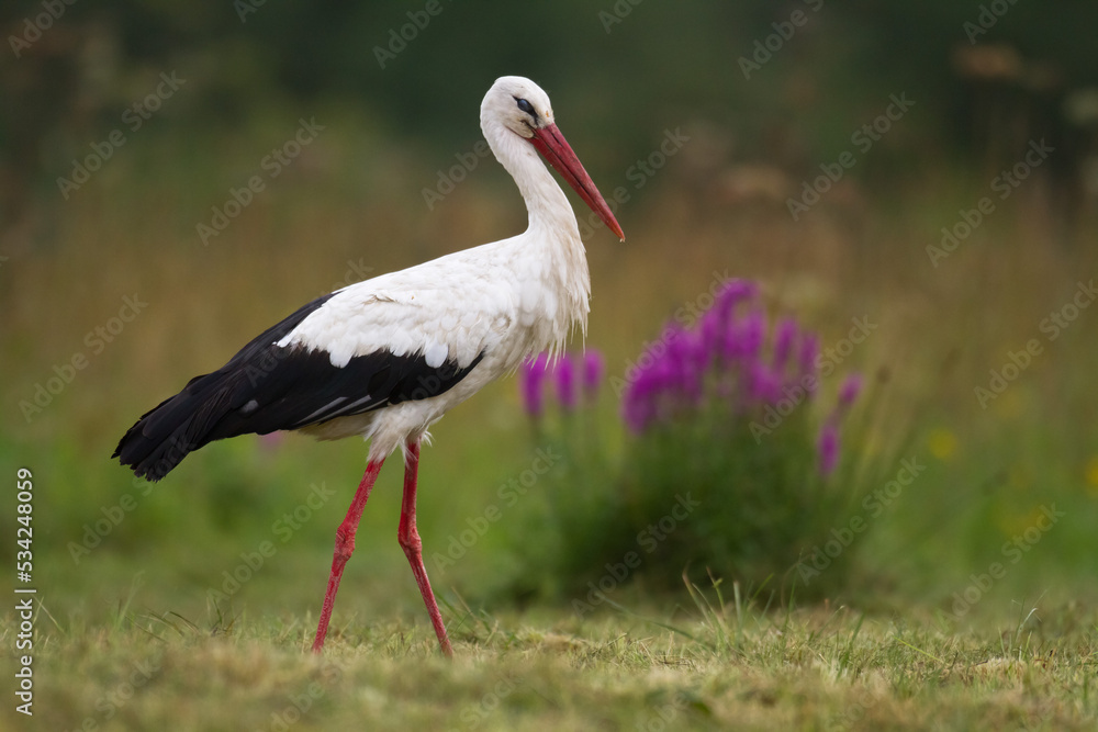 Fototapeta premium Bird White Stork Ciconia ciconia hunting time early spring in Poland europe