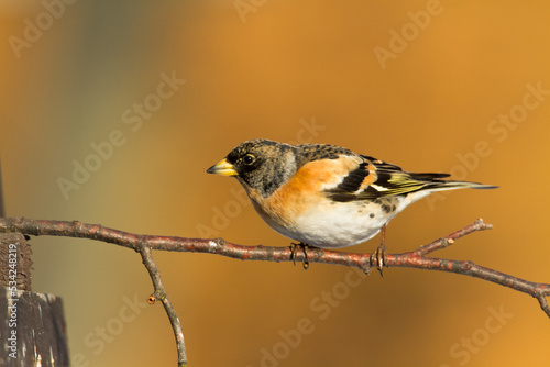 Bird Brambling ( Fringilla montifringilla ) on orange background male