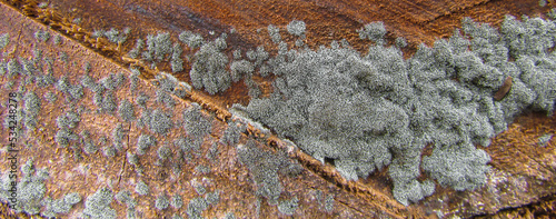 Foto gray fungus. fungal colony on the wooden trunk
