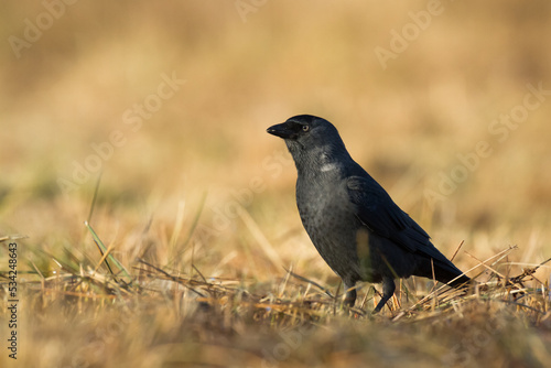 Bird - Jackdaw Corvus monedula, Poland Europe