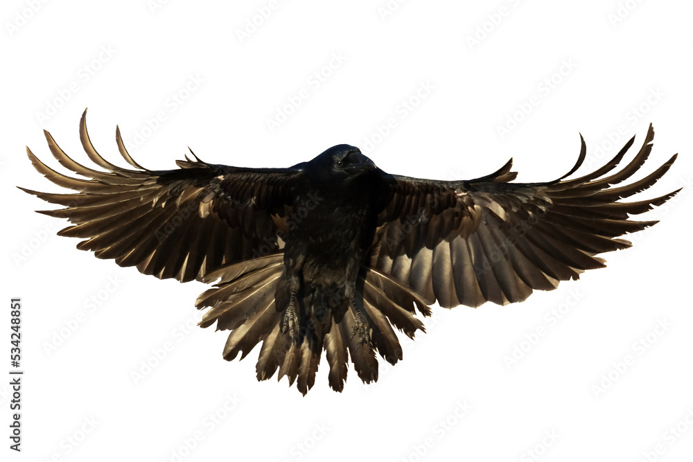 Obraz premium Birds flying raven isolated on white background Corvus corax. Halloween - black flying bird silhouette 