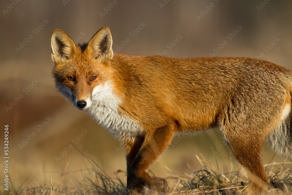 Obraz premium Fox Vulpes vulpes in autumn scenery, Poland Europe, animal walking among meadow in amazing warm light 