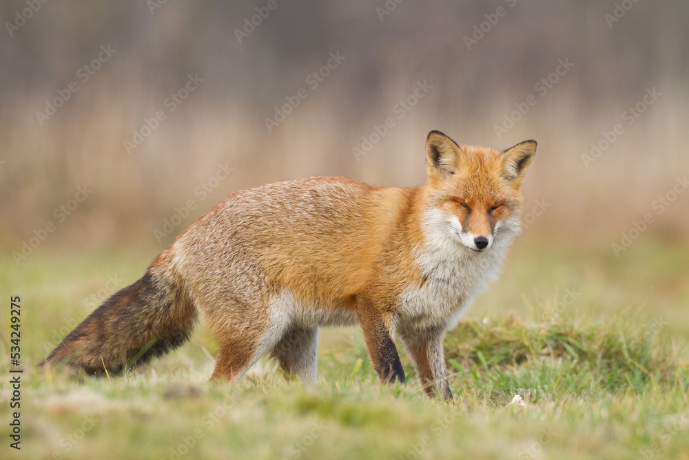Fox Vulpes vulpes in autumn scenery, Poland Europe, animal walking among meadow in amazing warm light Fox Vulpes vulpes in autumn scenery, Poland Europe, animal walking among meadow in amazing warm light