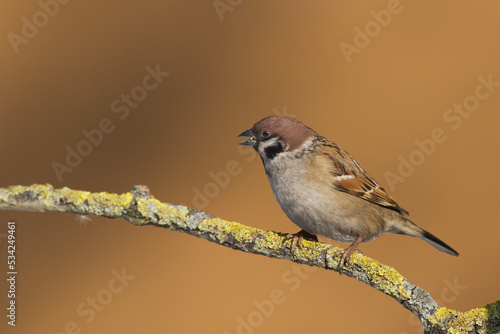 tree sparrow Passer montanus sitting on a branch brown background winter time winter frosty day 