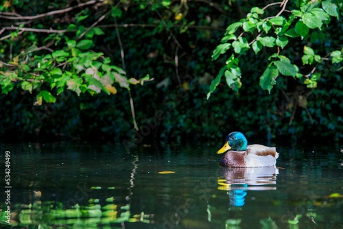 Green mallard duck swimming in the Glamorganshire Canal local nature reserve photo