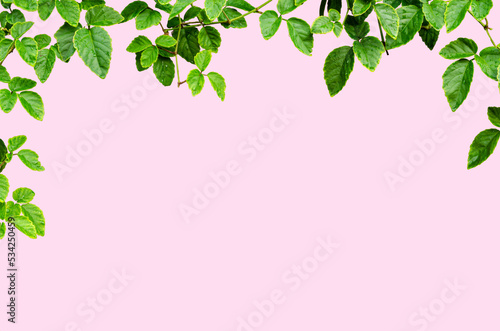 Asian tropical green leaves plant ivy for Natural leaves concept Ornamental plant with natural fresh and dried leaves.  Clipping path included. Isolated on pink bakground.