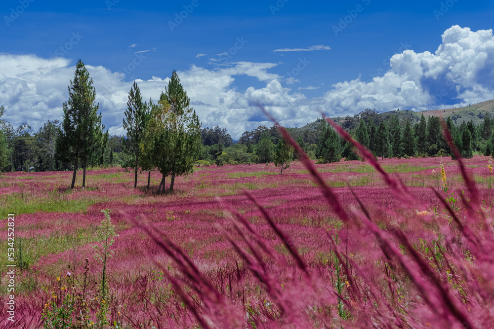 Obraz premium landscape with pink meadows, this phenomenon only occurs in May, this pink grass is also called mei grass, located in the baliem valley, Wamena, Papua Province