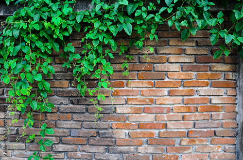 Asian tropical green leaves plant ivy for Natural leaves concept Ornamental plant with natural fresh and dried leaves on old brick wall with copy space for background , texture , copy text. © tkroot