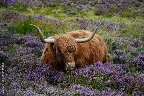 Highland Cattle Swanston Edinburgh Scotland 2022 August