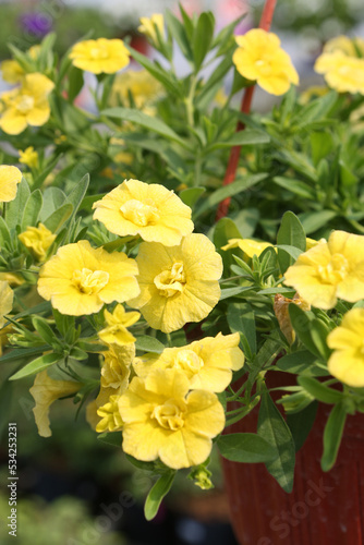 Yellow flowers of calibrachoa ("Million Bells"). Many yellow spring flowers. Floral postcard with calibrachoa. Garden, seasonal gardening. Nature. Calibrachoa blossom. Bloom of yellow calibrachoa