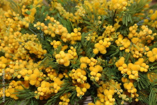 Mimosa bouquet. Present for March 8  International Women s Day. Holiday decor with yellow flowers. Bouquet with yellow mimoza. Yellow flowers of mimosa. Holiday floral decor. Spring mimosa  bouquet