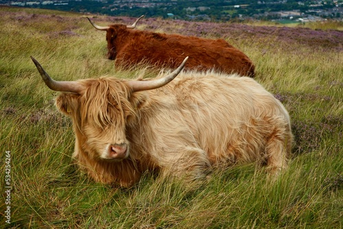 Highland Cattle Swanston Edinburgh Scotland 2022 August