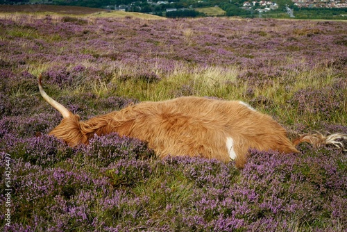 Foto Highland Cattle Swanston Edinburgh Scotland 2022 August