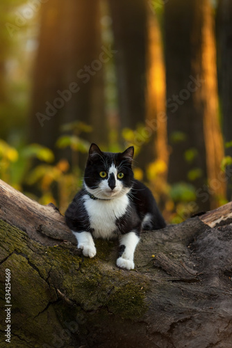 A black and white cat sits on a lying tree in an autumn park at sunset.