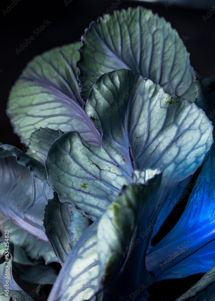 Obraz premium Close up view of broccoli leaves, food background in dark tones