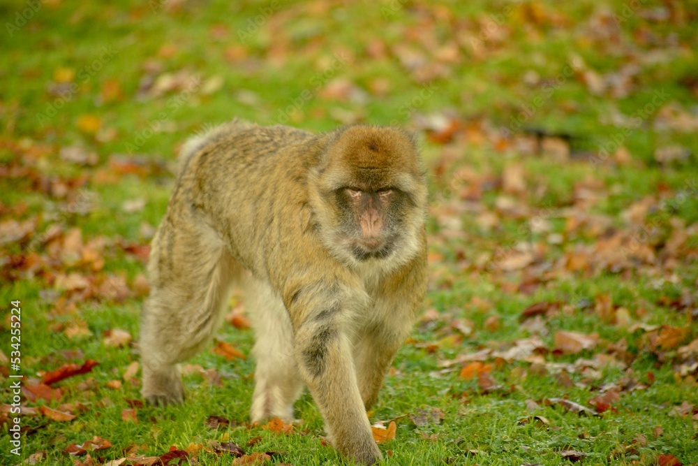 Obraz premium Monkey Around