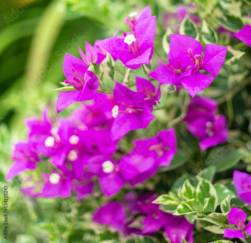 Purple bougainvillea flower is beautiful blooming flower green leaf background. Spring growing Purple bougainvillea   flowers and nature comes alive