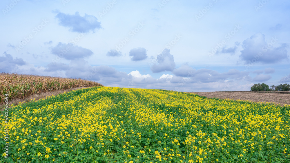 field of yellow flowers