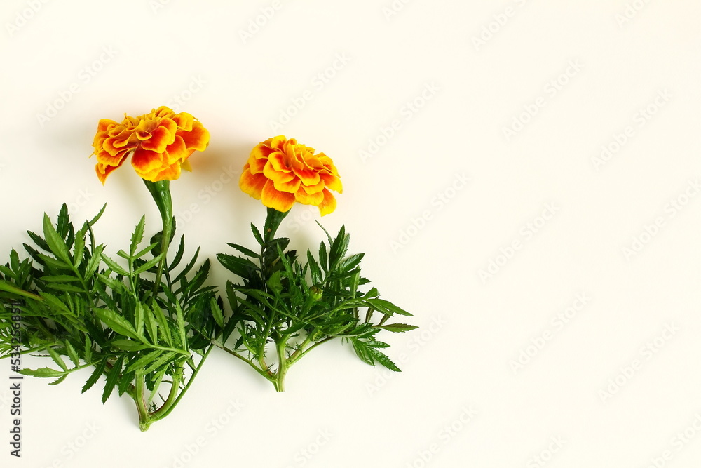 colorful yellow gold marigold flower in white background for hindu religious,marriage invitation,diwali,new year,ganesh chaturthi,festival,nature related concept Selective focus with copy space