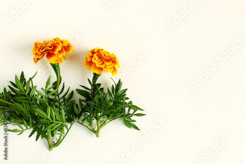 colorful yellow gold marigold flower in white background for hindu religious,marriage invitation,diwali,new year,ganesh chaturthi,festival,nature related concept Selective focus with copy space