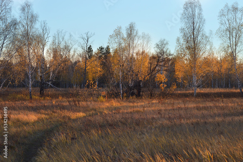 Autumn forest landscape. The road through a field with yellow grass leads to a birch grove. The leaves on the trees have completely turned yellow. Blue sky. On the Sunset. Nature of Eastern Siberia © Nadezhda