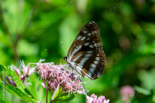 Papillon