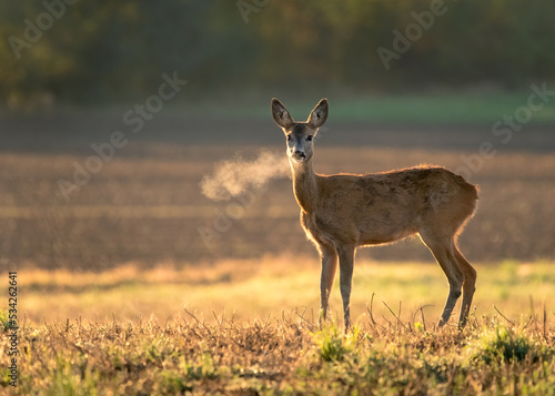  Innocent roe deer, capreolus capreolus, doe facing camera on meadow early in the summer morning with green grass wet from dew and light mist creating tranquil atmosphere.