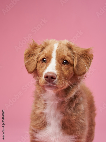 Nova Scotia duck retriever puppy on a pink background. Charming Dog in the studio. funny toller