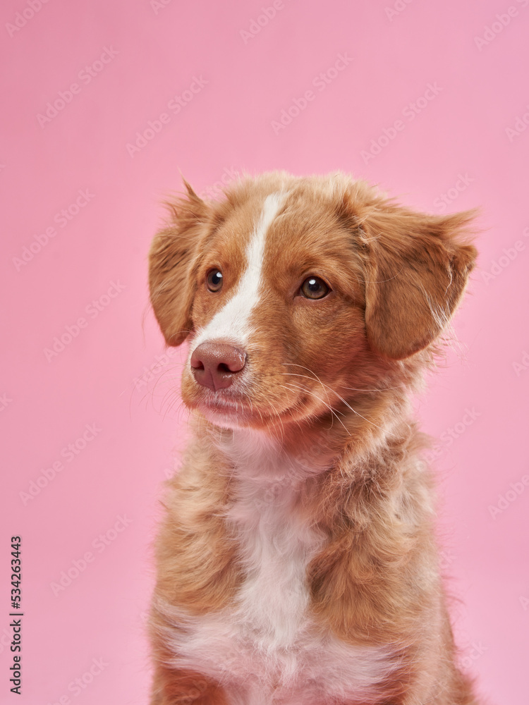 Nova Scotia duck retriever puppy on a pink background. Charming Dog in the studio. funny toller
