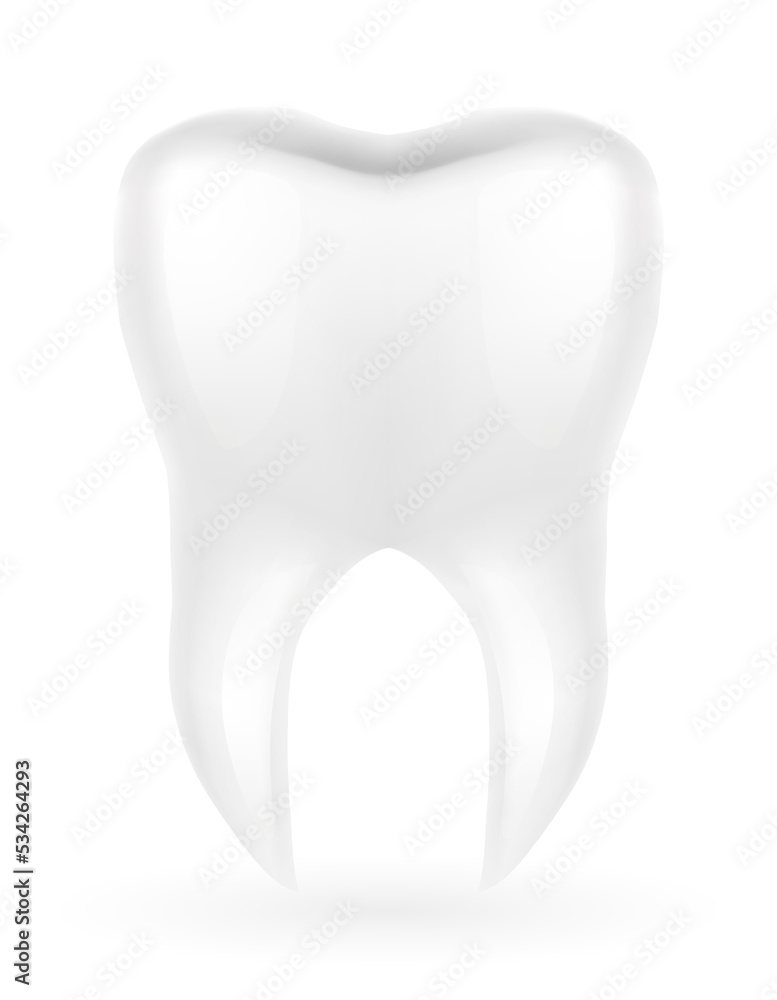 human root tooth model vector illustration human root tooth model vector illustration