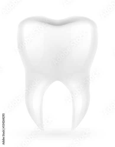 human root tooth model vector illustration