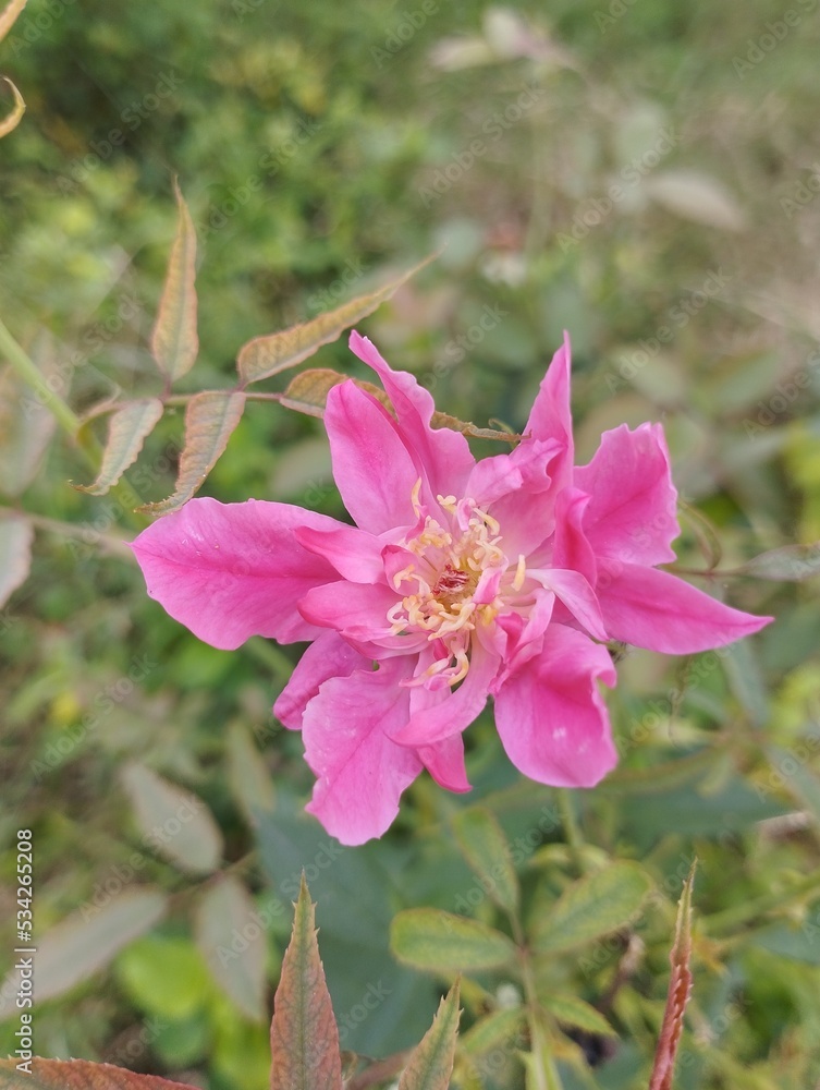 pink flower pink flower