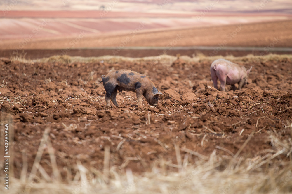 Small pig walking in a rural countryside, Concept of animals. Small pig walking in a rural countryside, Concept of animals.