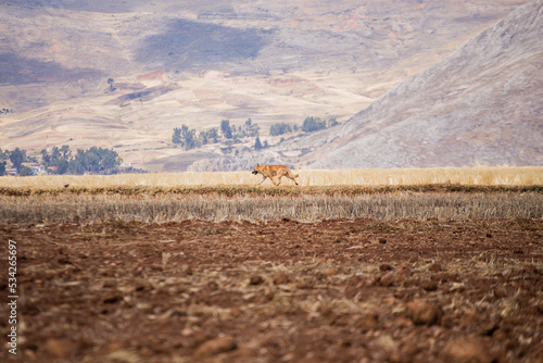 Wallpaper Mural Picture of dog walking in a rural area. Concept of domestic animals in the countryside. Torontodigital.ca