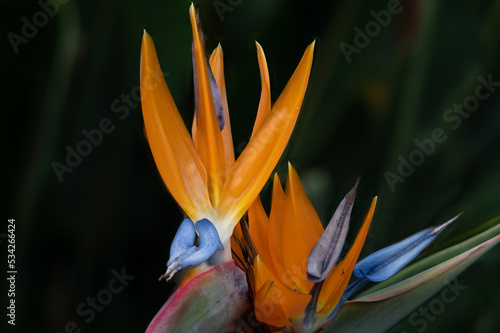 Strelitzia
