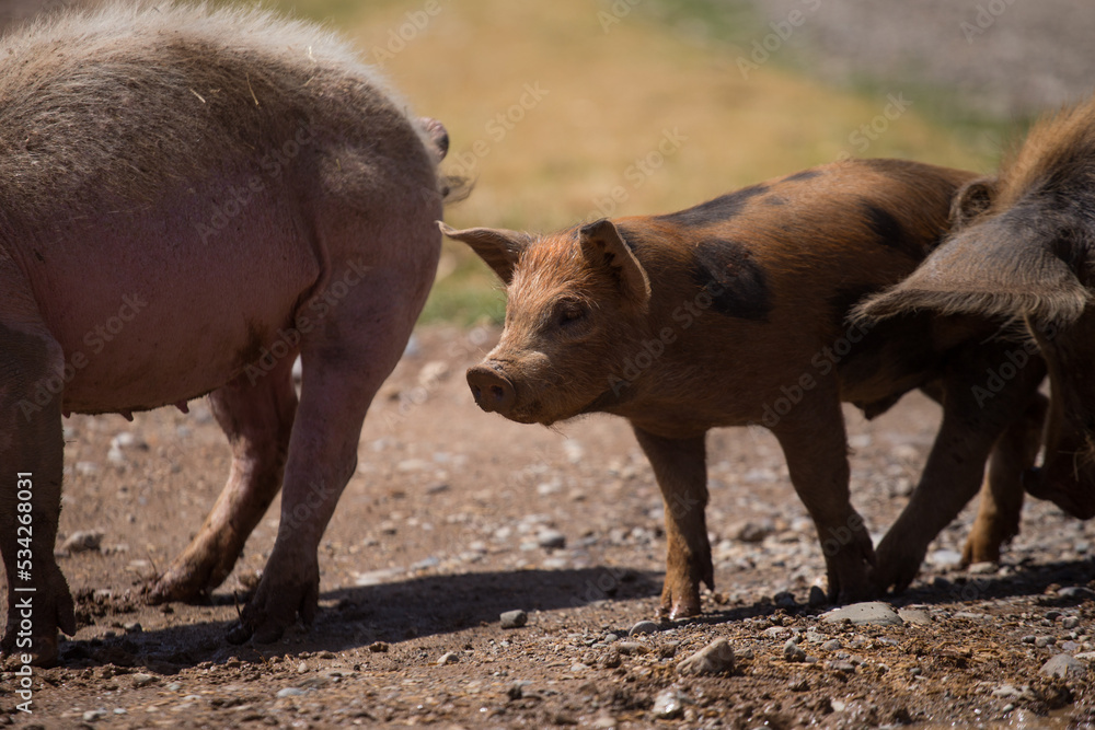 Fototapeta premium pigs walking in a rural field, Concept of animals.